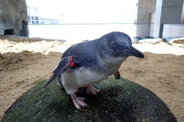 adopt a baby penguin, penguins for sale, buy baby penguins