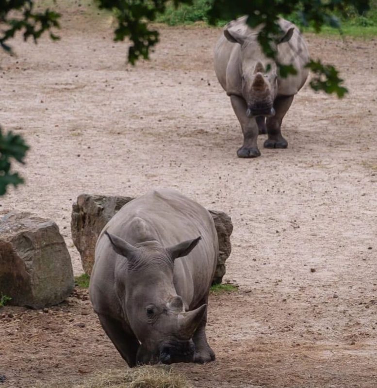 Adopt a baby Rhinoceros, Rhino for sale, Buy Rhinoceros online