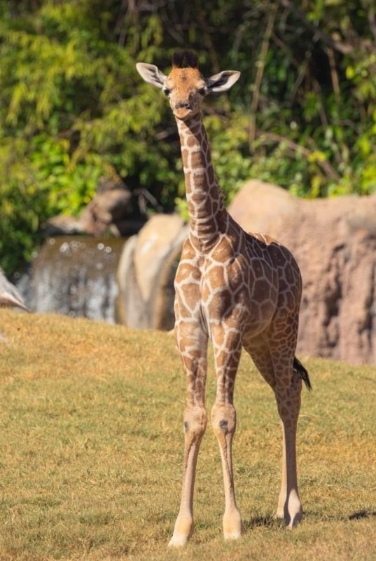 adopt a baby Giraffe, Giraffe for sale, buy baby Giraffe