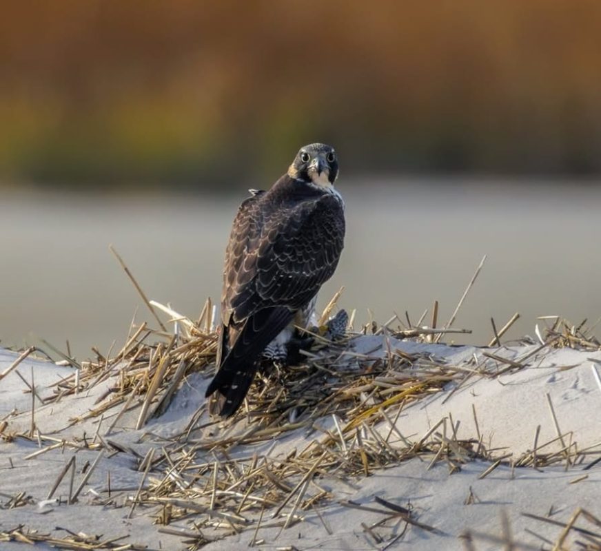 Buy falcon Online