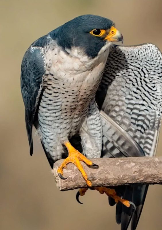 Peregrine Falcon for sale in Australia