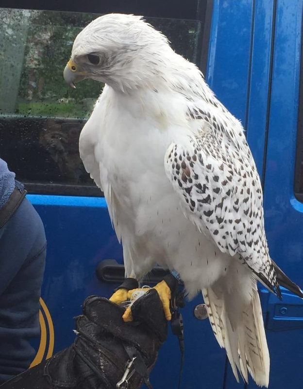 White Gyr Falcon perched on a falconer’s glove during training.