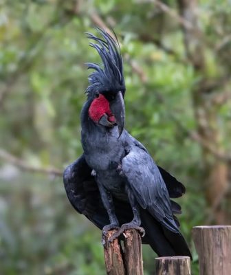 A black palm cockatoo perched on a branch showing its dark plumage and red cheek patch