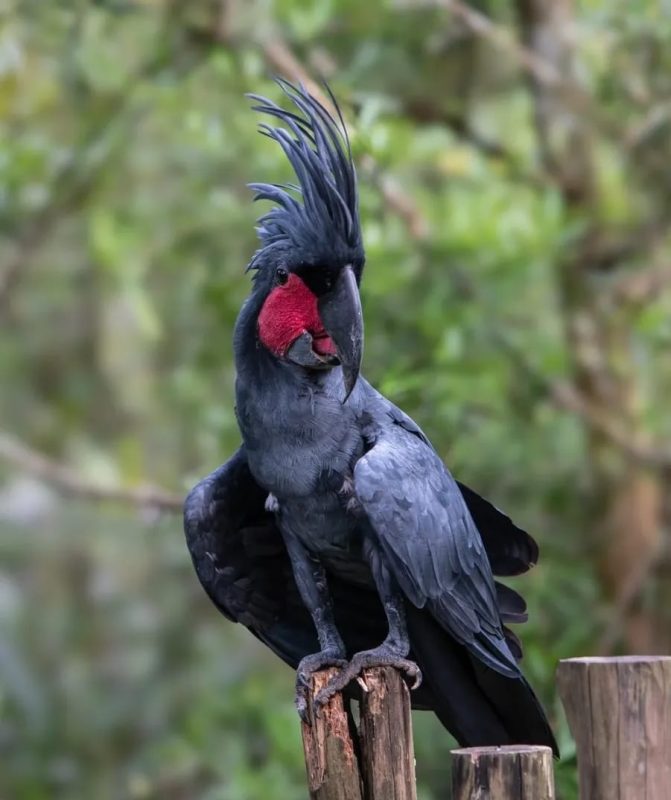A black palm cockatoo perched on a branch showing its dark plumage and red cheek patch