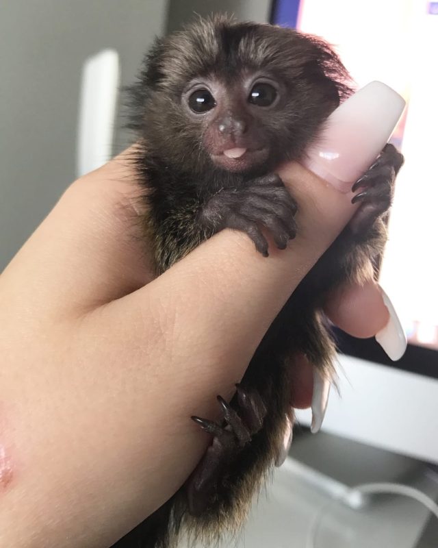 A tiny pygmy marmoset (finger monkey) on a branch as part of an ethical adoption program in the USA.