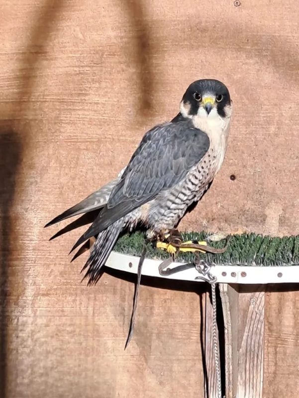 Buy falcon inline in UK, Ireland and Scotland