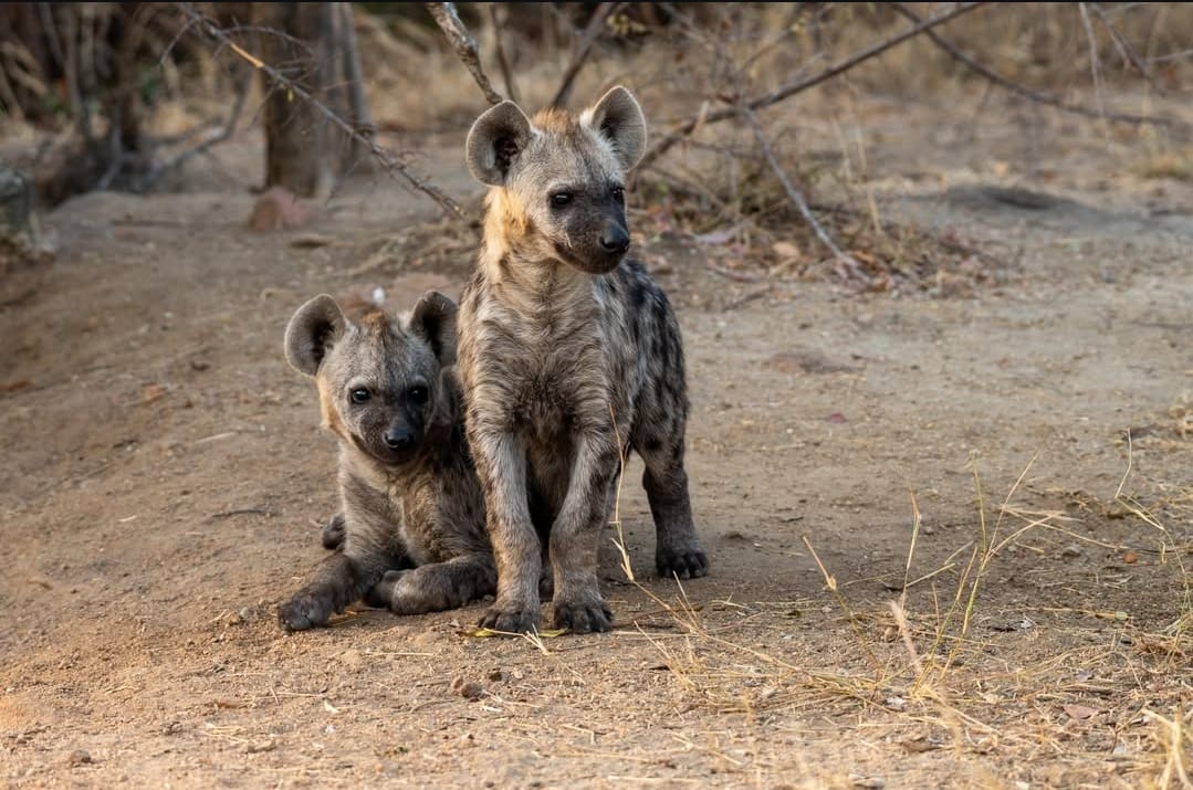 Adopt a Hyena cub, Hyena cub for sale, buy Hyena cub