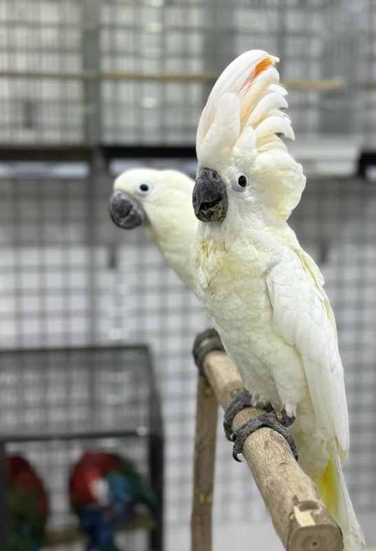 White cockatoos perched in UK home aviary