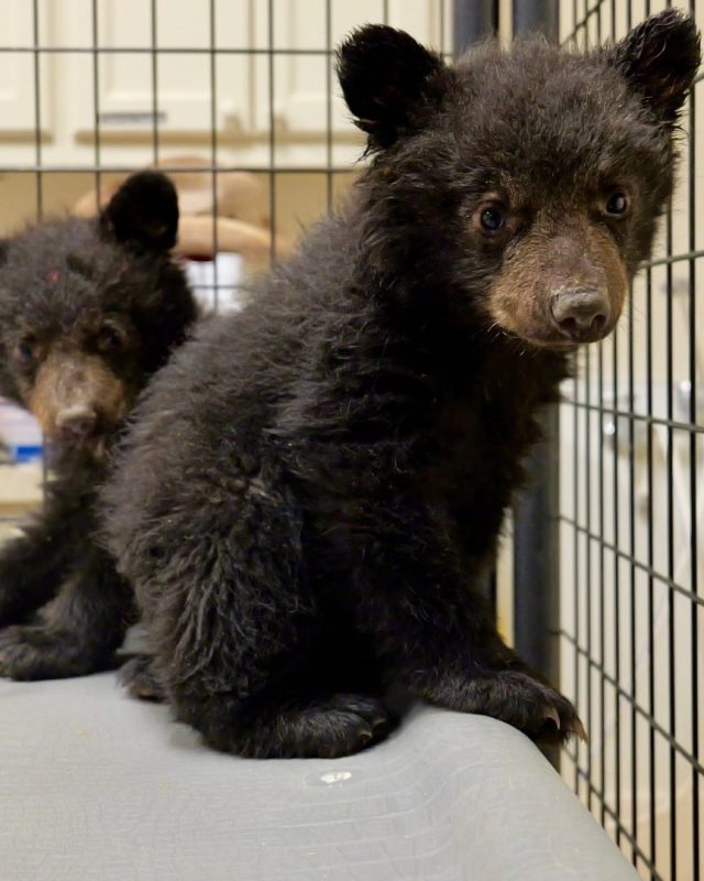 Adopt a bear cub, Bear cubs for sale, Buy bear cub