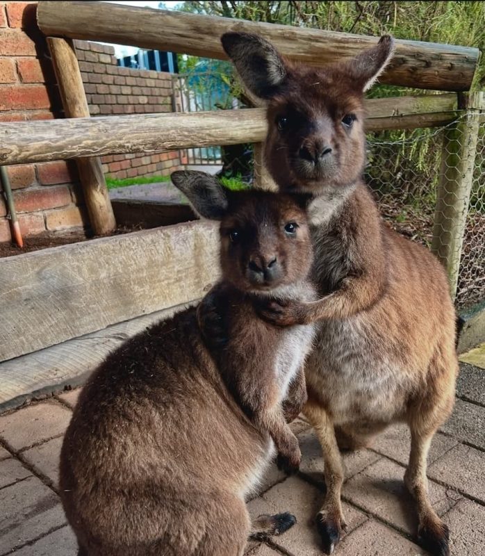 Adopt a baby Kangaroo, kangaroo for sale, Buy baby Kangaroo