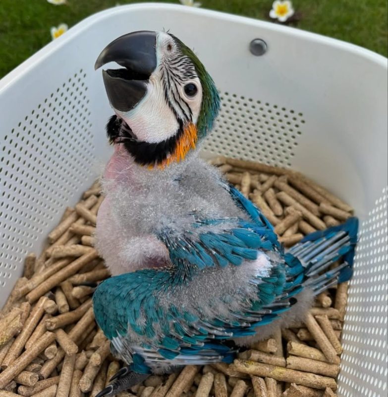Blue and Gold Macaws for sale