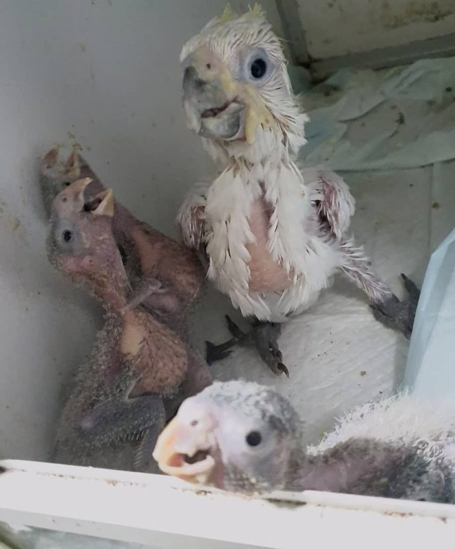 A cockatoo indoors, suitable for UK adoption and legal ownership guidance