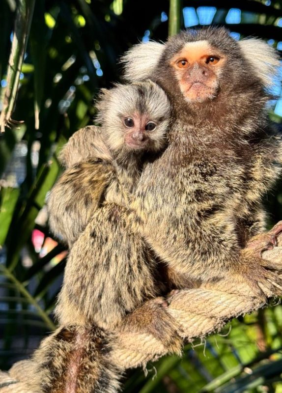 A pygmy marmoset (finger monkey) in a natural habitat, used for educational purposes about Australian ownership laws.