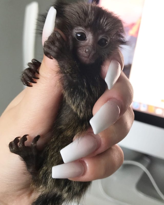 A pygmy marmoset perched on a branch, representing ethical finger monkey ownership in the UK
