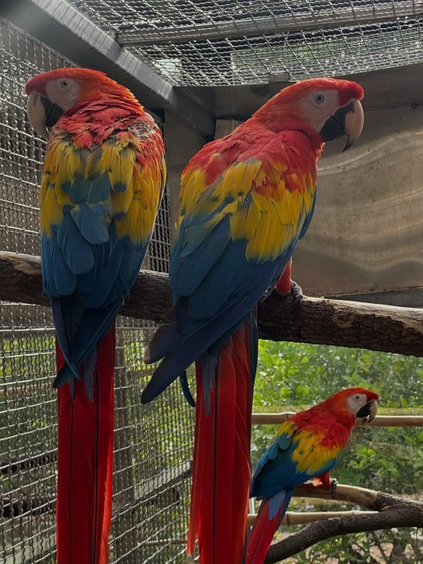 Scarlet macaw perched on a branch with vibrant red, blue, and yellow feathers.