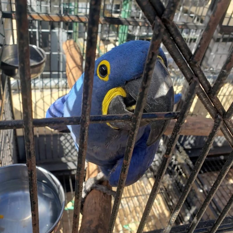 Baby Hyacinth Macaw perched on a branch in a UK educational animal park