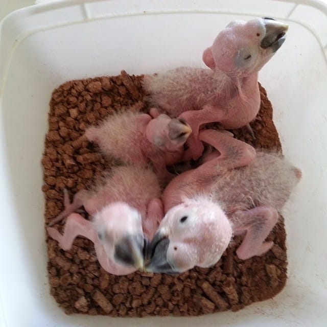 buy baby macaw parrot UK