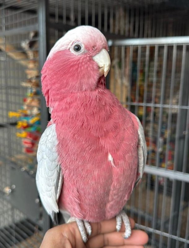 Rose-breasted cockatoo for sale